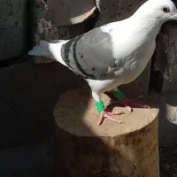 کفتر|پرنده|شیراز, شهرک مهدی‌آباد|دیوار