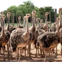 کارگر / نگهبان شترمرغ نزدیک گابهار