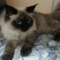 گربه نر هیمالیا اصل نژاد دار