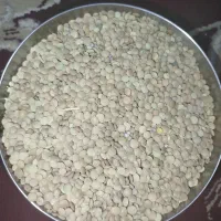 عدس و نخود فروش بذری