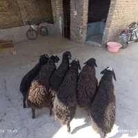 6راس بره نر لاغر