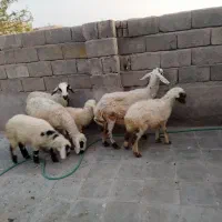 سه عدد میش زاییده  به فروش می‌رسد