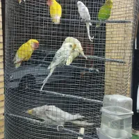 عروس،کوتوله،مرغعشق|پرنده|اردکان, |دیوار