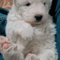 ساموئید های غول اصیل|سگ|تهران, صادقیه|دیوار