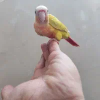 گرینچیک ،سانچیک .ردچیک، راهب