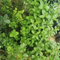 نشا بوته نعنا