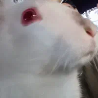 واگذاری خرگوش