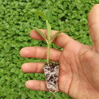 نشا گوجه فلفل بادمجان کرفس و...|خدمات باغبانی و درختکاری|مرودشت, تخت جمشید|دیوار