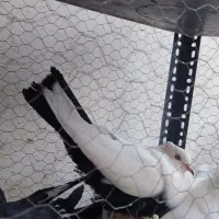 یک جفت دم سیاه درجه یک کشیده|پرنده|جم, |دیوار