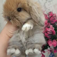 خرگوش لوپ|موش و خرگوش|اهواز, نادری|دیوار