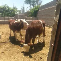 دوراسگوساله شرابی ماده