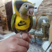 طوطی گرینچیک اسمش فندق