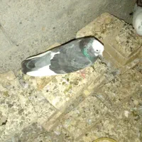 کفتر
