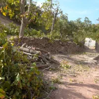 قطع درخت ، هرس درخت ، خرید چوب ،