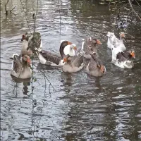 غاز نر محلی ۱۱۰۰