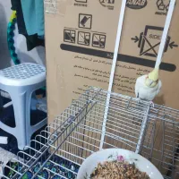 عروس هلندی آلبینو  عروس هلندی لوتینو