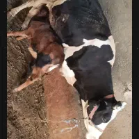 گاو گوساله
