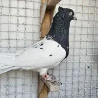 جفت کله سیاه|پرنده|مرودشت, فاز دوم شهرک فرهنگیان|دیوار