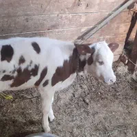 گاو شیری سالم وسرحال