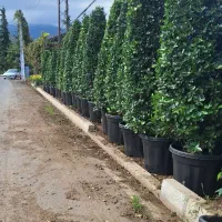 گل یاس هلندی|خدمات باغبانی و درختکاری|چابکسر, |دیوار