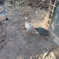 مرغ شاهدار