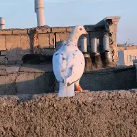 سار پرشی|پرنده|مشهد, رضاییه|دیوار