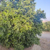 فروش باغ درنزدیکی بهشت زهراگچساران همراه درخت لیمو