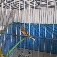 قناری ابلغ سرخ جوجه امسال|پرنده|صدرا-فارس, فاز ۲|دیوار