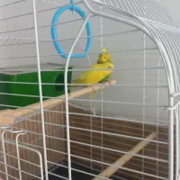 یه جفت مرغ عشق