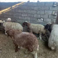 ۴ عدد گوسفند