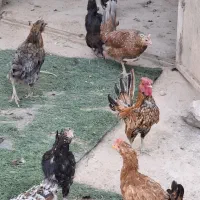 مرغ و خروس گلین لری و کوشین و سبرایت