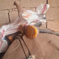 کله تاپ|پرنده|کارون, |دیوار