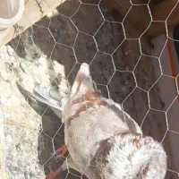 ۵عدد کبوتر پرشی