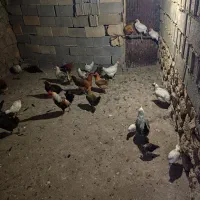 مرغ باروک و جوجه|حیوانات مزرعه|یاسوج, |دیوار