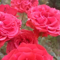 مدارک گم شده در فیروزکوه.کیف کارت