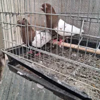 کبوتر رنگی و پرشی