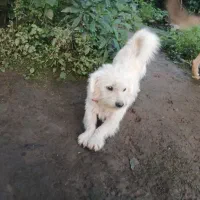 میکس مالتیز/اسپیتز .سگ پشمالو،بسیار مهربان و خانگی