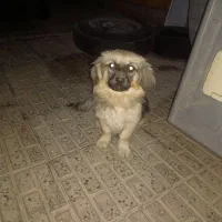 معاوضه سگ پا کوتاه ماده|سگ|کرمان, |دیوار