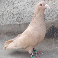 یک نر زرد کرمونی عتیقه باب دل جوجه کشی و هوا