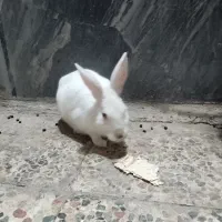 خرگوش|موش و خرگوش|خرم‌آباد, |دیوار