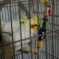 4عدد عروس هلندی لوتینو و یک مرغ مینا