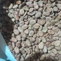 باقله خارجی مناسب برای کاشت