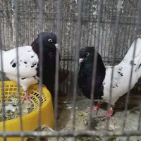 کبوتر رنگه به شرط تخم و جوجه