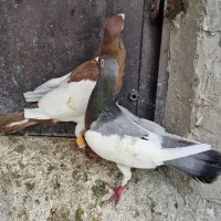 نر و ماده یهودی