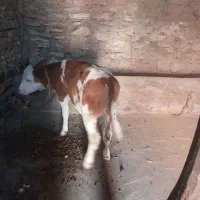 گوساله نر سیمینتال قرمز جنس درجه یک|حیوانات مزرعه|مهربان, |دیوار