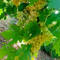 12ساعت آب چاه تلمبه بوانات معاوضه با سنگین