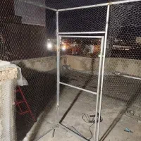 کبوتر|پرنده|بروجرد, |دیوار