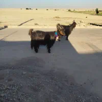 بز و بره|حیوانات مزرعه|شوشتر, |دیوار