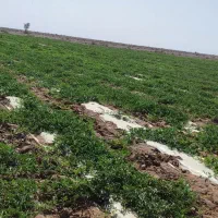 زمین برای اجاره