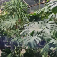 واگذاری گلخانه فعال با تجهیزات کامل بدون زمین|اجارهٔ مغازه و غرفه|مشهد, هنرستان|دیوار